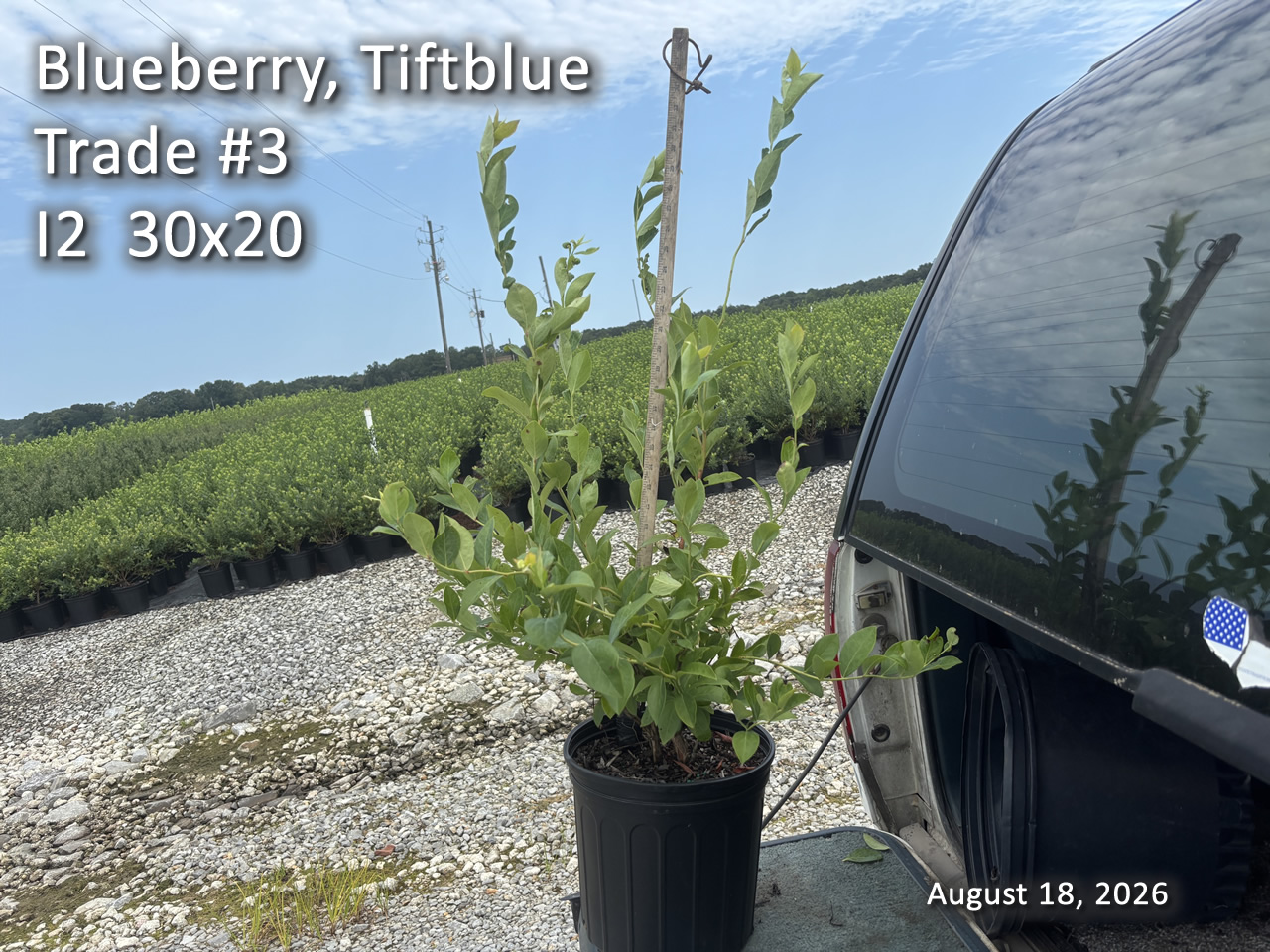 gallery/btb3t i2 aug18.jpg